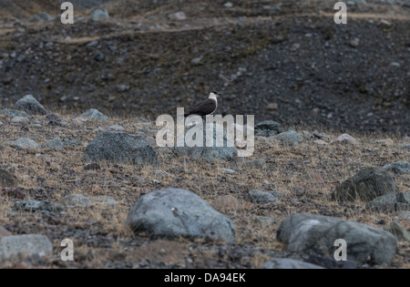 Großes Land Island, Natur Stockfoto