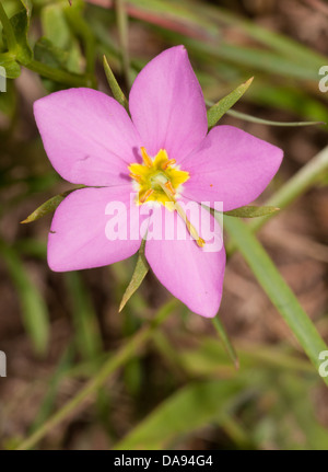 Wiese rosa Blume Sabatia Campestris im Frühsommer Stockfoto