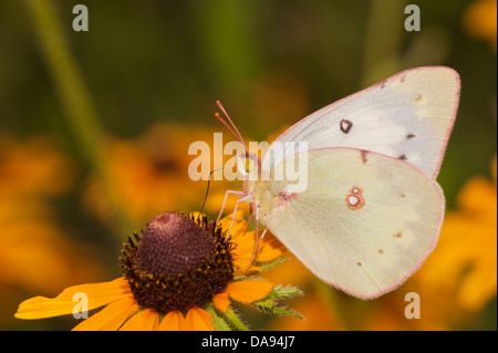 Orange Schwefel Schmetterling Fütterung auf eine Black-Eyed Susan Blume im Sommer Stockfoto