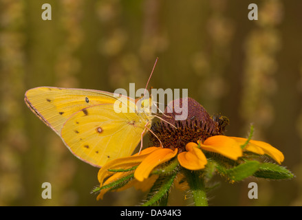Fütterung auf eine Black-Eyed Susan Blume mit Sommer Wiese Hintergrund Orange Schwefel-Schmetterling Stockfoto