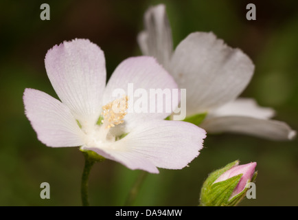 Rosa Mohn Malve, Callirhoe Alcaeoides Blume blühen im Sommer Stockfoto