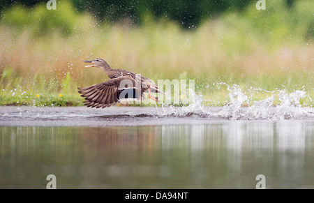 Weibliche Stockente Anas Platyrhynchos ausziehen aus dem Wasser Stockfoto