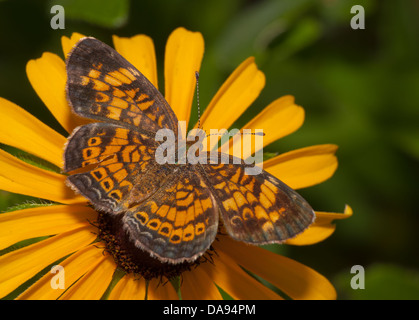 Pearl Crescent Schmetterling Fütterung auf einen Sonnenhut Stockfoto