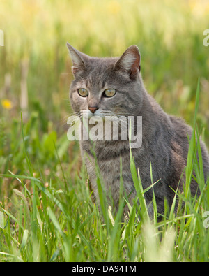 Blau Tabby Katze sitzt im Schatten eines Baumes im Frühjahr Rasen Stockfoto