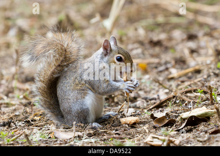 Grauhörnchen (grau), Sciurus Carolinensis essen Brot, London, England, UK Stockfoto