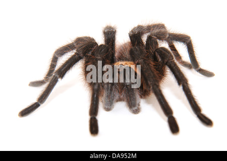 Oklahoma Brown Vogelspinne auf weißem Hintergrund; Augen im Fokus Stockfoto