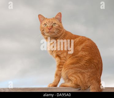 Schöne orange Tabby Katze sitzt auf einem hölzernen schienen gegen bewölktem Himmel Stockfoto