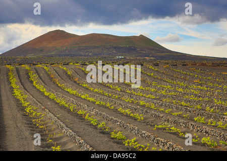 Spanien, Europa, Kanarische Inseln, La Geria, Lanzarote, Landwirtschaft, trocken, Insel, überleben, Wein, Weinberge, Vulkan, Vulkan, Wein Stockfoto