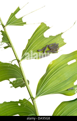 Das Larvenstadium Salomonssiegel Blattwespen (Phymatocera Aterrima) kann Polygonatum Blätter im Frühsommer komplett Entlauben. Stockfoto