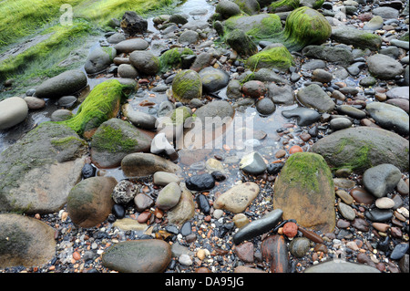 Kleine Felsen-Pool auf einem Kiesstrand, umgeben von grünen Algen.
