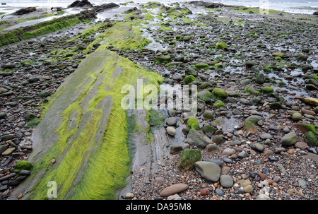 Ulva Intestinalis, eine helle grüne Algen wachsen auf Felsen am Strand.