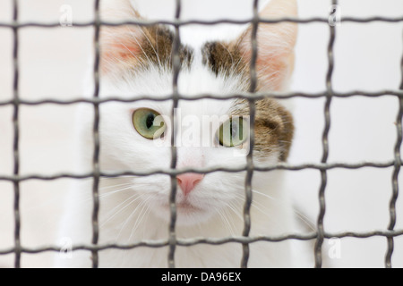 Katze, Tierheim, gefangen, Gefangenschaft, nach Hause, eingesperrt, Gitter, Tierversuch, Veterinärmedizin, Stockfoto