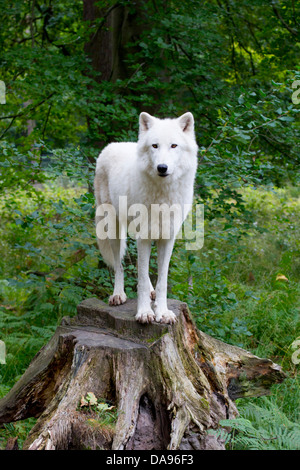 Canis Lupus Albus, Tundra, Wolf, alpha führend, Tier, Baumstumpf, weiß Stockfoto