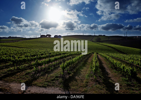 Wein, Torres Vedras Farmgebiet, Oeste, portugal Stockfoto