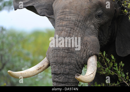 afrikanischen Elefantenbullen schüttelte den Kopf. Stockfoto