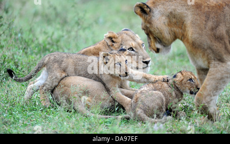 Lionness und Löwen Jungen spielen in dem grünen Rasen nach dem Regen. Stockfoto
