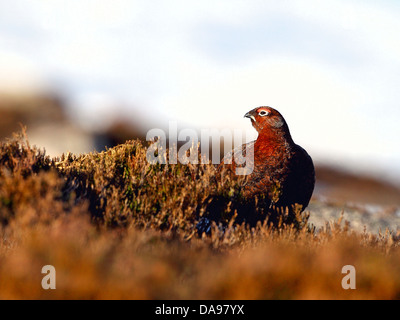 Moorschneehühner am Berghang in Schottland Stockfoto