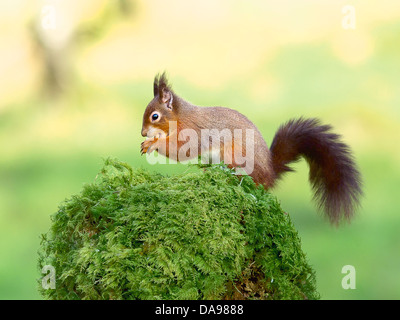 Eichhörnchen auf Moos bedeckt stumpf mit Hintergrundbeleuchtung Stockfoto