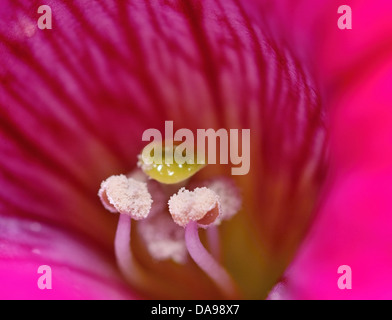 Detail-Makroaufnahme mit rosa Petunien Blume. Stockfoto