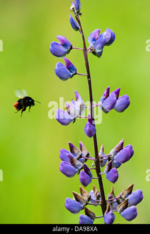 Eine red tailed Hummel bestäubt eine Blume 5. Juli 2013 in Böblingen. Stockfoto