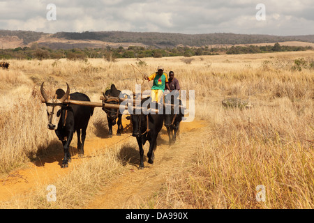 Männer, Mann, lokale, einheimische, Zebu, Zebus, Zebu Warenkorb, Warenkorb, Vieh, Ochsenkarren, traditionell, Tradition, Madagaskar, Afrika, Island, Wagen Stockfoto