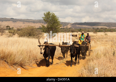 Männer, Mann, lokale, einheimische, Zebu, Zebus, Zebu Warenkorb, Warenkorb, Vieh, Ochsenkarren, traditionell, Tradition, Madagaskar, Afrika, Island, Wagen Stockfoto