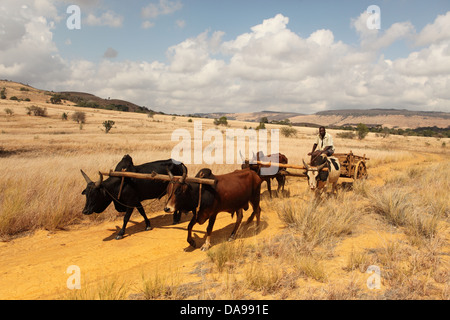 Männer, Mann, lokale, einheimische, Zebu, Zebus, Zebu Warenkorb, Warenkorb, Vieh, Ochsenkarren, traditionell, Tradition, Madagaskar, Afrika, Island, Wagen Stockfoto