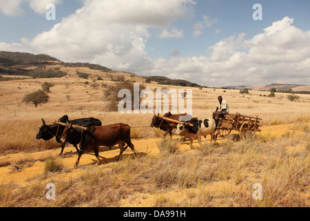 Männer, Mann, lokale, einheimische, Zebu, Zebus, Zebu Warenkorb, Warenkorb, Vieh, Ochsenkarren, traditionell, Tradition, Madagaskar, Afrika, Island, Wagen Stockfoto