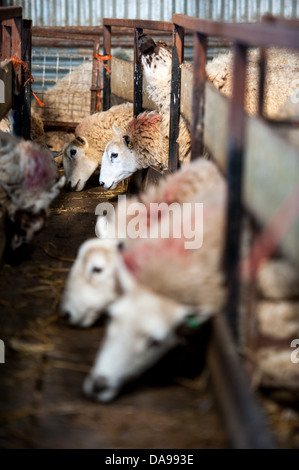 Schafe, Lämmer in der Saison in einer Scheune Fütterung