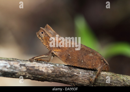 Tier, Reptil, Chamäleon, gehörnten Blatt Chamäleon, Blatt Chamäleon, Squamata, Seite Ansicht, Marojejy, Nationalpark, endemisch, Rainfo Stockfoto