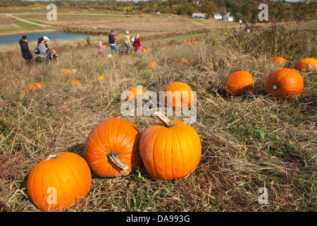 MENSCHEN KOMMISSIONIERUNG KÜRBISSE IM BEREICH SHENOT FARM WEXFORD PENNSYLVANIA USA Stockfoto