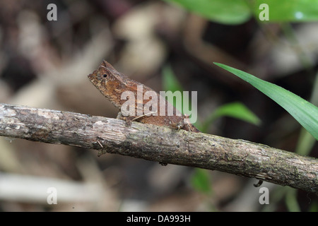 Tier, Reptil, Chamäleon, gehörnten Blatt Chamäleon, Blatt Chamäleon, Squamata, Seite Ansicht, Marojejy, Nationalpark, endemisch, Rainfo Stockfoto