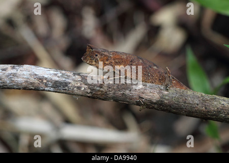 Tier, Reptil, Chamäleon, gehörnten Blatt Chamäleon, Blatt Chamäleon, Squamata, Seite Ansicht, Marojejy, Nationalpark, endemisch, Rainfo Stockfoto