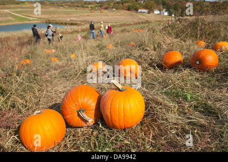 MENSCHEN KOMMISSIONIERUNG KÜRBISSE IM BEREICH SHENOT FARM WEXFORD PENNSYLVANIA USA Stockfoto