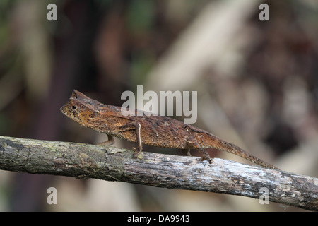 Tier, Reptil, Chamäleon, gehörnten Blatt Chamäleon, Blatt Chamäleon, Squamata, Seite Ansicht, Marojejy, Nationalpark, endemisch, Rainfo Stockfoto