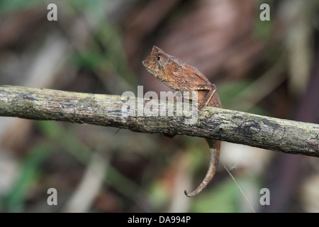 Tier, Reptil, Chamäleon, gehörnten Blatt Chamäleon, Blatt Chamäleon, Squamata, Seite Ansicht, Marojejy, Nationalpark, endemisch, Rainfo Stockfoto