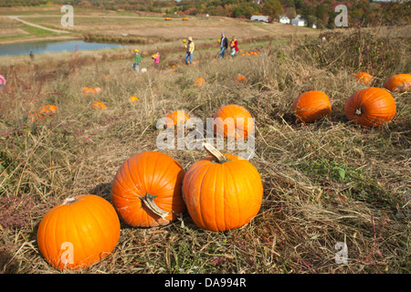 MENSCHEN KOMMISSIONIERUNG KÜRBISSE IM BEREICH SHENOT FARM WEXFORD PENNSYLVANIA USA Stockfoto