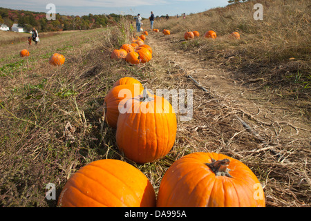 MENSCHEN KOMMISSIONIERUNG KÜRBISSE IM BEREICH SHENOT FARM WEXFORD PENNSYLVANIA USA Stockfoto