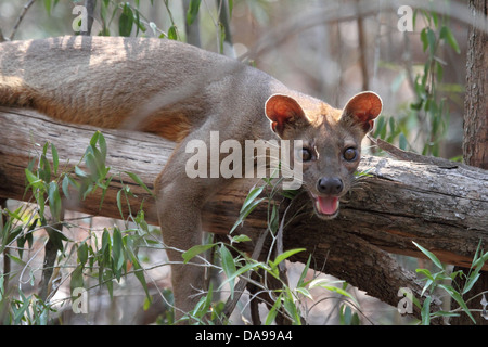 Tier, Säugetier, Fleischfresser, Fossa, Fosa, endemisch, keuchend, verletzlich, Kirindy, trocken, Abfallung, Wald, Madagaskar, Afrika, Islan Stockfoto