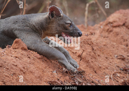 Tier, Säugetier, Fleischfresser, Fossa, Fosa, endemisch, Seitenansicht, keuchend, verletzlich, Kirindy, trocken, Abfallung, Wald, Madagaskar, Af Stockfoto