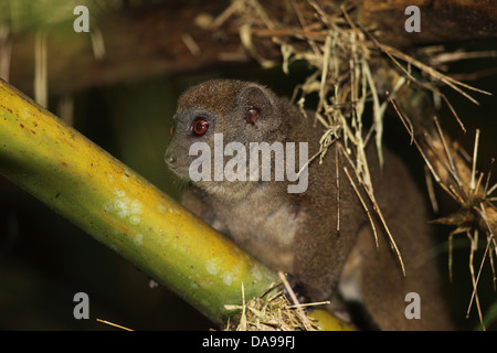Tier, Säugetier, Lemur, östlichen weniger Bambus Lemur, östliche graue Bambus Lemur, östliche graue sanfte Lemur, graue Bambus Lemur, Bam Stockfoto