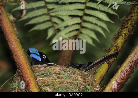 Tier, Vogel, Vanga, Helm Vanga, endemisch, Verschachtelung, Nest, Regenwald, Wald, Marojejy, national Park, Madagaskar, Afrika, Isla Stockfoto