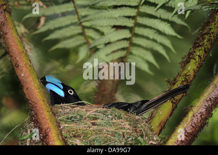 Tier, Vogel, Vanga, Helm Vanga, endemisch, Verschachtelung, Nest, Regenwald, Wald, Marojejy, national Park, Madagaskar, Afrika, Isla Stockfoto