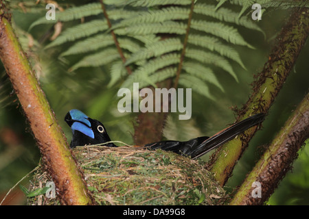 Tier, Vogel, Vanga, Helm Vanga, endemisch, Verschachtelung, Nest, Regenwald, Wald, Marojejy, national Park, Madagaskar, Afrika, Isla Stockfoto