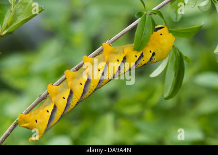 Eine Tod-Kopf Hawkmoth-Larve Stockfoto