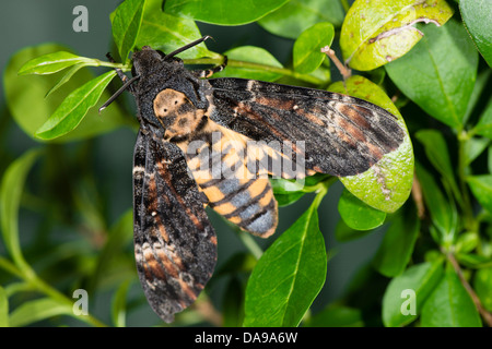 Eines Erwachsenen Todes-Kopf Hawkmoth Stockfoto