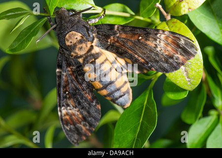 Eines Erwachsenen Todes-Kopf Hawkmoth Stockfoto