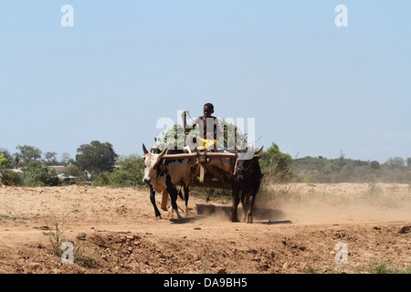 Männer, Mann, lokale, einheimische, Zebu, Zebus, Zebu Warenkorb, Warenkorb, Vieh, Ochsenkarren, traditionell, Tradition, Madagaskar, Afrika, Island, Wagen Stockfoto