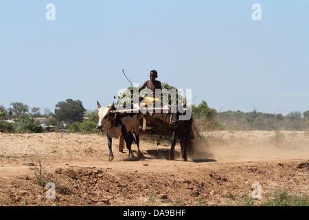 Männer, Mann, lokale, einheimische, Zebu, Zebus, Zebu Warenkorb, Warenkorb, Vieh, Ochsenkarren, traditionell, Tradition, Madagaskar, Afrika, Island, Wagen Stockfoto