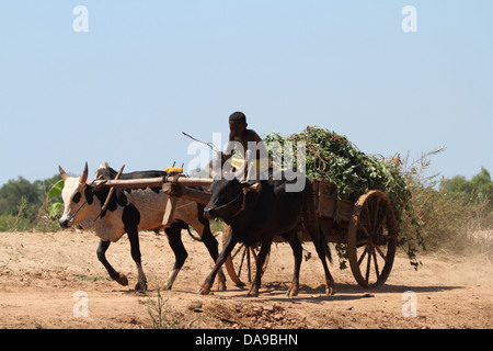 Männer, Mann, lokale, einheimische, Zebu, Zebus, Zebu Warenkorb, Warenkorb, Vieh, Ochsenkarren, traditionell, Tradition, Madagaskar, Afrika, Island, Wagen Stockfoto